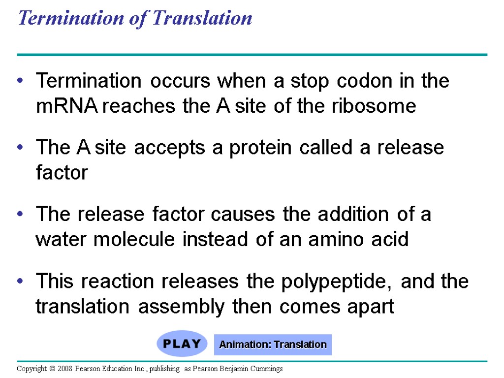 Termination of Translation Termination occurs when a stop codon in the mRNA reaches the